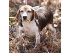 Adopt Triscuit a Beagle, Mixed Breed