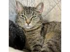 Adopt Sophie a Domestic Short Hair