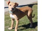 Adopt Abagail (7159) a Pit Bull Terrier