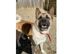 Adopt Honey Bee a Akita, Mixed Breed