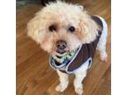Adopt Holly a Miniature Poodle