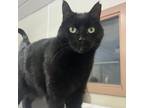 Adopt RoRo a Domestic Short Hair