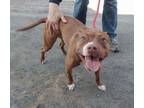 Adopt Miss Molly a Pit Bull Terrier, Mixed Breed