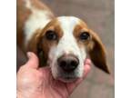 Adopt Adore a Beagle