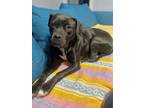 Adopt Mama Rosa a Pit Bull Terrier, Labrador Retriever