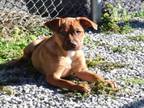 Adopt DANDELION a Pit Bull Terrier, German Shepherd Dog