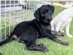 Adopt Emma a Plott Hound, Labrador Retriever