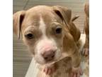 Adopt Wendigo a Pit Bull Terrier