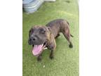 Adopt Pantera a Pit Bull Terrier, Mixed Breed