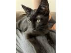 Adopt Marley a Domestic Short Hair