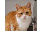 Adopt Gracie a Tabby