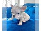 French Bulldog PUPPY FOR SALE ADN-761247 - PINK LILAC MERLE VELVET ROPE