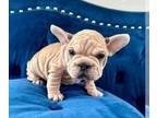 French Bulldog PUPPY FOR SALE ADN-761250 - FAWN MERLE VELVET BIG ROPE