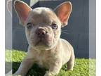 French Bulldog PUPPY FOR SALE ADN-761252 - ISABELLA MERLE COLORS