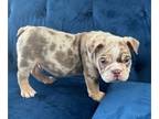 English Bulldog PUPPY FOR SALE ADN-761256 - ENGLISH FLUFFY CARRIER