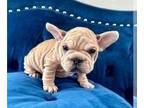 French Bulldog PUPPY FOR SALE ADN-761260 - FAWN MERLE VELVET BIG ROPE
