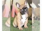 French Bulldog PUPPY FOR SALE ADN-761263 - PIEDS FAWNS FLUFFYS