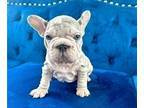 French Bulldog PUPPY FOR SALE ADN-761264 - LILAC MERLE PINK VELVET ROPE