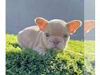 French Bulldog PUPPY FOR SALE ADN-761282 - ISABELLA MERLE COLORS