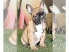 French Bulldog PUPPY FOR SALE ADN-761283 - PIEDS FAWNS FLUFFYS