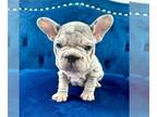 French Bulldog PUPPY FOR SALE ADN-761284 - LILAC MERLE PINK VELVET ROPE