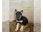 German Shepherd Dog PUPPY FOR SALE ADN-760948 - German Shepherd Puppy