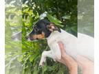 Rat Terrier PUPPY FOR SALE ADN-760869 - rat terriers puppies