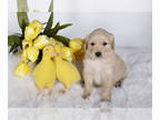 Golden Retriever PUPPY FOR SALE ADN-760918 - brandy litter