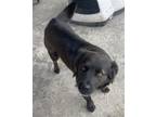 Adopt ZELEE a Labrador Retriever