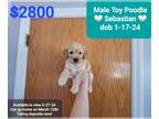 Poodle (Toy) PUPPY FOR SALE ADN-761049 - SALE Sebastian Interest Free payments