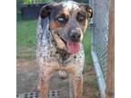 Adopt Bella a Cattle Dog, Catahoula Leopard Dog