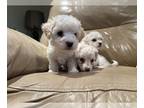 Maltipoo PUPPY FOR SALE ADN-761165 - Male maltipoo puppies with shots