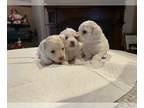 Maltipoo PUPPY FOR SALE ADN-761165 - Male maltipoo puppies