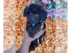 Poodle (Toy) PUPPY FOR SALE ADN-761212 - Toy Poodle