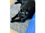 Adopt Ivy - Kuykendahl Petsmart a Domestic Short Hair, Bombay