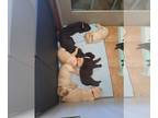Labrador Retriever PUPPY FOR SALE ADN-760264 - Puppies for sale