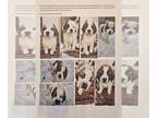 Saint Bernard PUPPY FOR SALE ADN-760578 - Saint bernard puppies