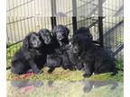 Labradoodle PUPPY FOR SALE ADN-761221 - Oodles of Doodles