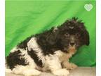 Cavalier King Charles Spaniel-Poodle (Toy) Mix PUPPY FOR SALE ADN-760874 -