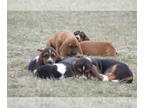 Basset Hound PUPPY FOR SALE ADN-761081 - Basset Hound puppies