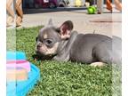 French Bulldog PUPPY FOR SALE ADN-761109 - Litter of 2