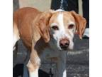 Adopt Ramsey a Hound, Mixed Breed