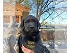 Labrador Retriever PUPPY FOR SALE ADN-761112 - AKC Lab Puppies