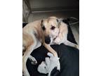 Adopt Bailey Wonderful Adult Smart Anatolian Shepherd Mix a Anatolian Shepherd