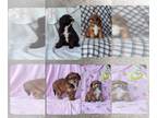 Aussie-Poo PUPPY FOR SALE ADN-760913 - Aussiedoodle miniature puppies