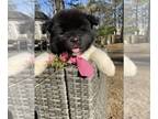 Akita PUPPY FOR SALE ADN-761009 - Discover Your Perfect American Akitas Puppy