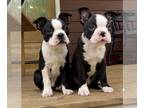 Boston Terrier PUPPY FOR SALE ADN-761121 - Bristol Branch Bostons