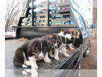 Beagle-Border Collie Mix DOG FOR ADOPTION ADN-760993 - Border Collie cross