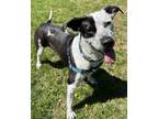 Adopt Ella a Cattle Dog, Mixed Breed