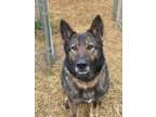 Adopt Gracie a German Shepherd Dog